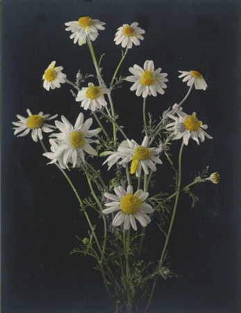 Colorized daisy, circa 1925 (1978-692-129)