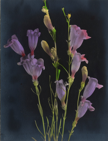 Purple wildflower, circa 1920 (1978-692-126)