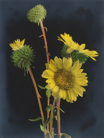 Colorized sunflowers, circa 1925 (1978-692-131)