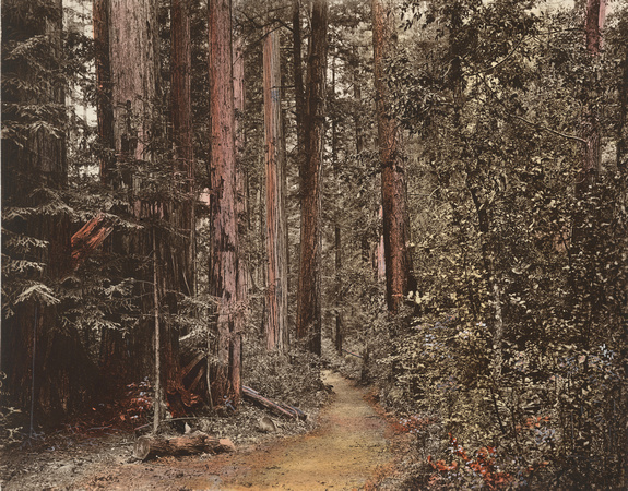 "Forest trail," circa 1905 (1997-208-521)
