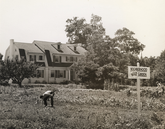 War garden at Polhemus House, circa 1944 (1990-72-27)