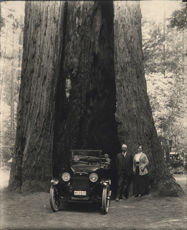 Automobile Tree, circa 1910 (1997-208-516)